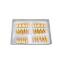 TM-D2 Twice Permanent Teeth Model